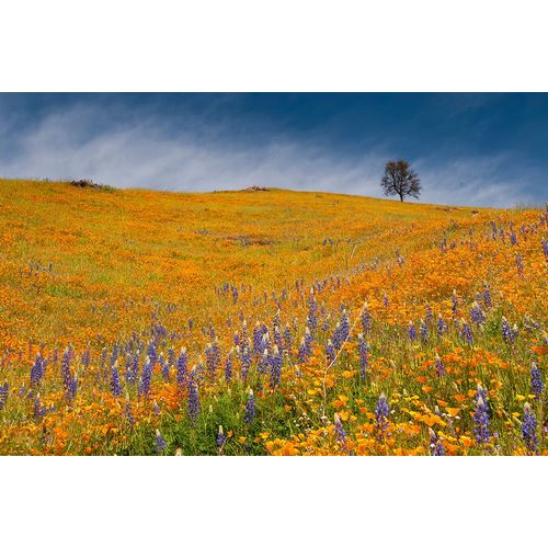 Sederquist, Betty 아티스트의 Usa-California A field of poppies and lupines turns a mountainside yellow and blue in spring작품입니다.